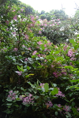 Medinilla multiflora, photograph (c) Peter Quakenbush, some rights reserved (CC BY)