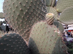 Opuntia