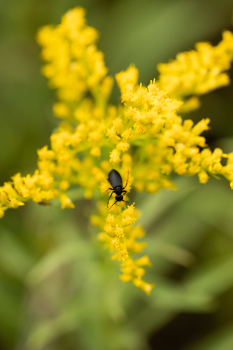 Black blister beetle