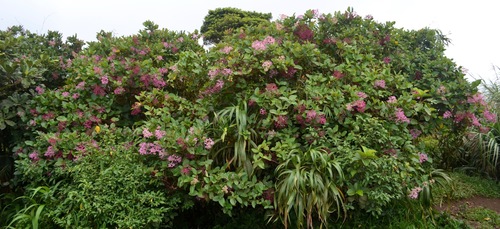 Image of Medinilla multiflora by (c) Peter Quakenbush, some rights reserved (CC BY)