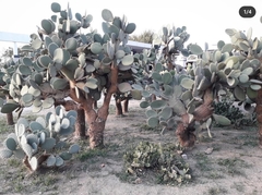 Opuntia