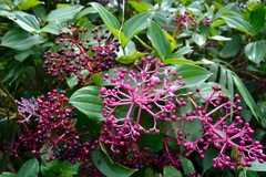Medinilla multiflora, photograph (c) Peter Quakenbush, some rights reserved (CC BY)