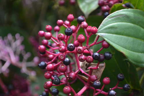Medinilla multiflora