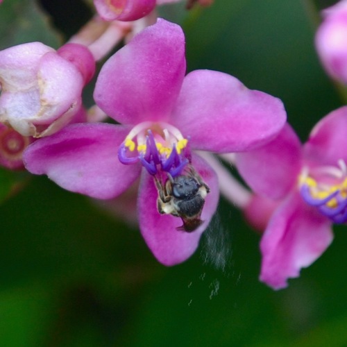Medinilla multiflora