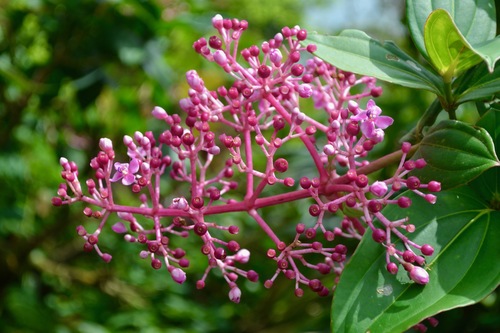 Medinilla multiflora