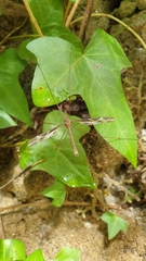 Acutipula