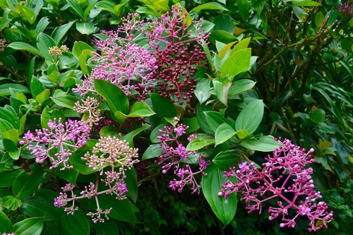 Medinilla multiflora
