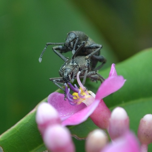 Image of Medinilla multiflora by (c) Peter Quakenbush, some rights reserved (CC BY)