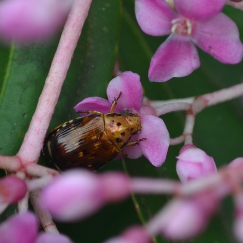 Image of Medinilla multiflora by (c) Peter Quakenbush, some rights reserved (CC BY)