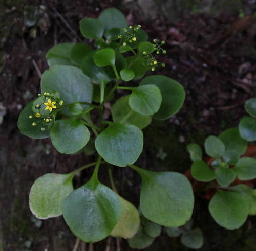 Aichryson divaricatum