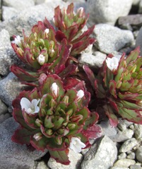 Epilobium pycnostachyum