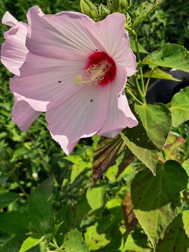 swamp rose mallow
