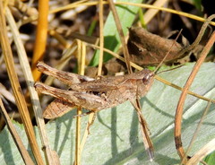 Chorthippus macrocerus
