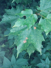 Acericecis ocellaris