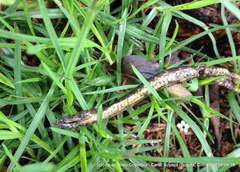 Atractus crassicaudatus