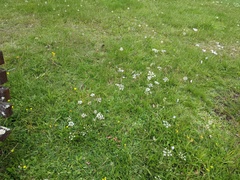 Pimpinella saxifraga