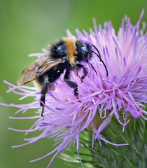 Bombus vestalis