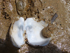Macomona liliana