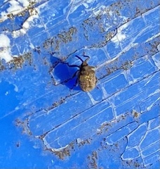 Ceutorhynchus pallidactylus