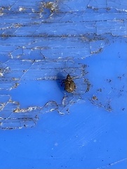 Ceutorhynchus pallidactylus