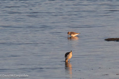 Calidris fuscicollis