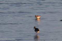Calidris fuscicollis