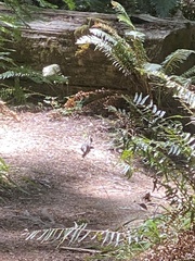 Neotamias ochrogenys