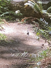 Neotamias ochrogenys
