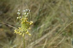 Allium flavum