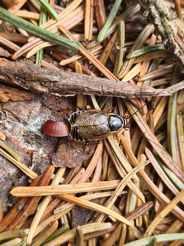 Forest Cockroach