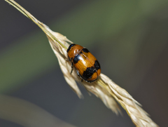 Coptocephala hellenica