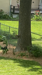 Sciurus niger