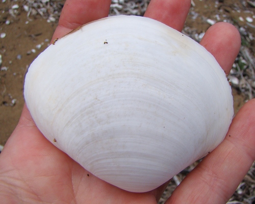 Cyclomactra ovata