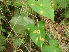 Puccinia convolvuli