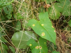 Puccinia convolvuli