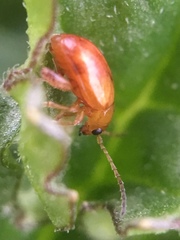 Longitarsus jacobaeae