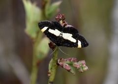 Heliomata infulata