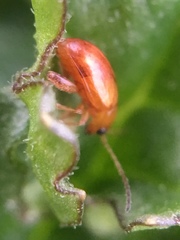 Longitarsus jacobaeae