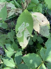 Calycomyza flavinotum