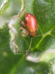 Longitarsus jacobaeae