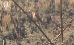 Gymnoris xanthocollis
