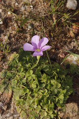 Oxalis zeekoevleyensis