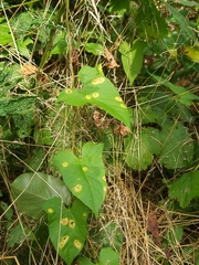 Puccinia convolvuli