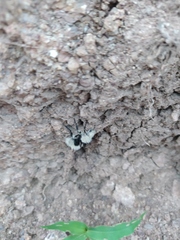 Dasymutilla magna