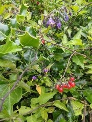 Solanum dulcamara