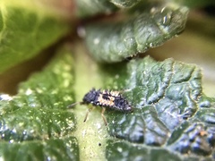 Harmonia axyridis
