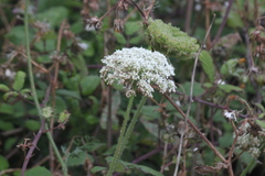 Daucus carota gummifer