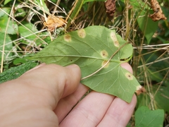Puccinia convolvuli