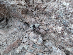 Dasymutilla magna