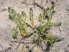 Corrigiola telephiifolia